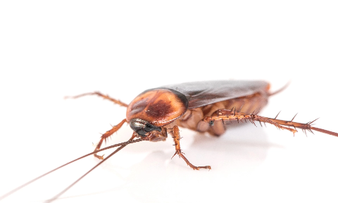 Cucaracha americana